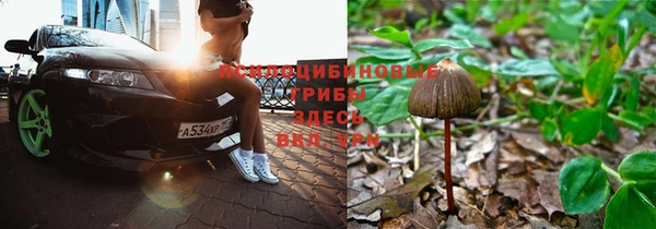 a pvp Белокуриха